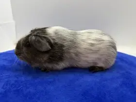 Morče hladke sameček dalmatin aguti černá/cervena