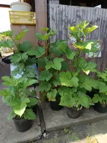 Maliník stromečkovitý