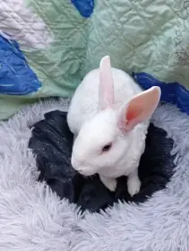 Zakrslý králíček rex I7