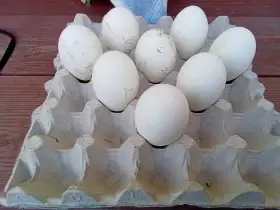 Násadová vejce hus NN