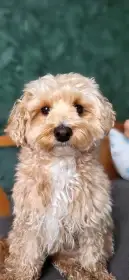 Maltipoo kryti