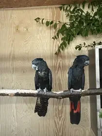 Calyptorhynchus banksii macrorhynchus