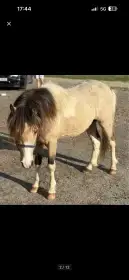 Výjimečně zbarvený pony valach