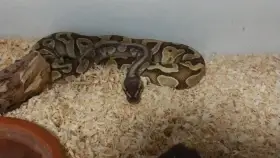 Krajta královská - Python regius, samec NZ 2023 (Praha / Brno)