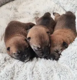 Štěňátka Shiba s Průkazem původu FCI
