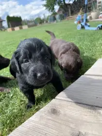 Prodáme štěňátka Flat Coated Retrievra s PP
