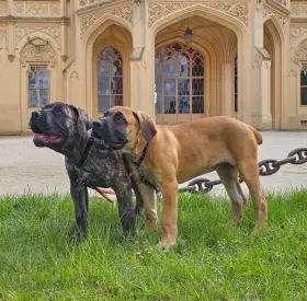 Boerboel FCI poslední 2 holky