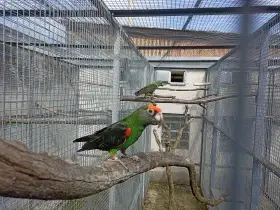 Prodám papoušek Konžský Gulielmi