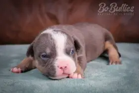 American bully pocket s PP