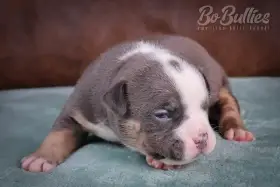 American bully pocket s PP