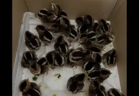 Kuřata Araucana