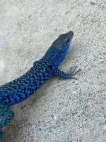 Podarcis Sicula Paulae Adult