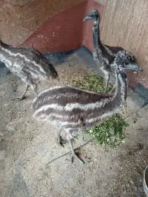 Pštros Emu