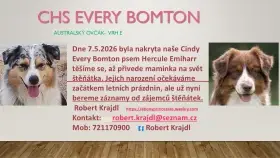 Australský ovčák- štěňata s PP