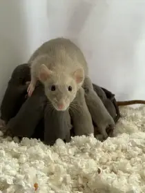 Potkan Dumbo
