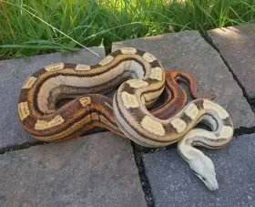 Boa imperator - rlt Motley vpi t Albino
