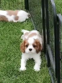 Cavalier King Charles Spaniel s PP