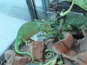 Chameleón jemenský