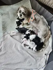 Shih-tzu