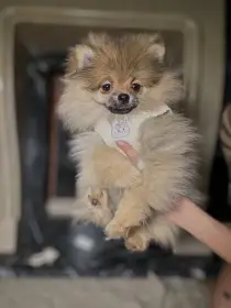 Pomeranian s PP - fenka orange sable