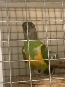 Prodám samce papouška senegalského