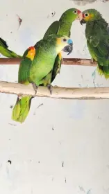 Amazonan modrocely