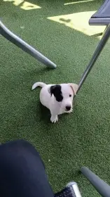 Jack Russell teriér