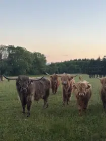 Skotský náhorní skot - highland