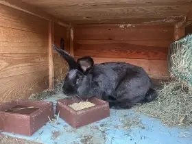 Chovný pár králíků