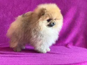 Pomeranian