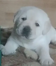 Labrador s PP krásný pejsek k rezervaci