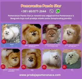 Chovná stanice pomeranianů prodává mladé feny