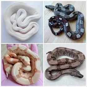 Hroznýš královský rlt, Albino, dh Snow