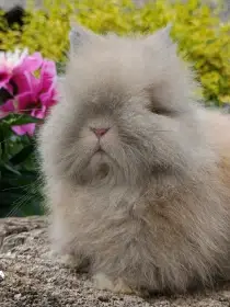 Zakrslý Teddy králíčci