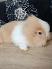 Prodám mláďata zakrslých Teddy králíčků
