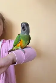Ručně dokrmený papoušek senegalský