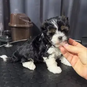 Maltese Puppy Available for Adoption 