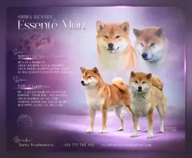 Shiba-inu - štěňátko