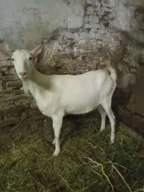 Prodám dvě kozy