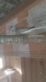 Holoubek Diamantový