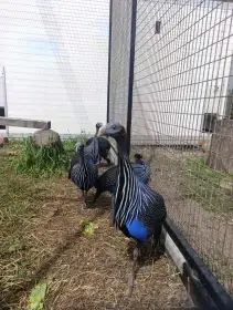 Kupię perlice sępią
