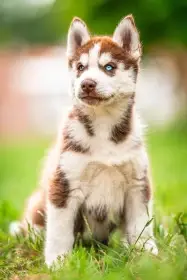 Sibiřský husky s PP