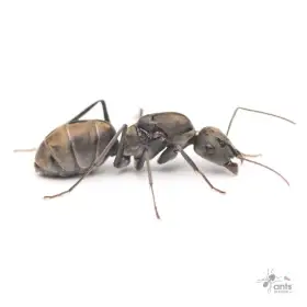 Mravenec Camponotus parius (exotický)