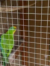 Daruji do dobrých rukou 4 letý pár papoušků nádherných