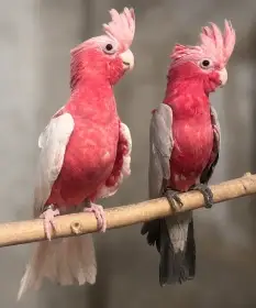 Kakadu růžový - ručně dokrmení