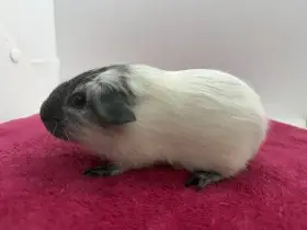 Morče hladke sameček dalmatin aguti černá/bila