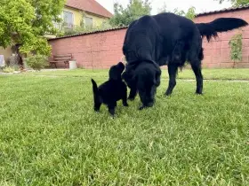 Štěňátka Flat Coated Retriever s PP