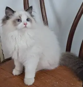 Koťátka Ragdolls PP