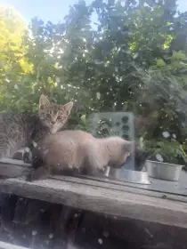 Koťátka k adopci – hledají milující domov 