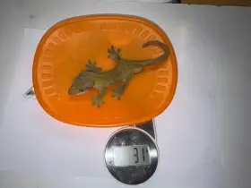 Nabízím samečka pagekona řasnatého